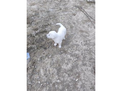 3 tane dişi akbaş yavrusu