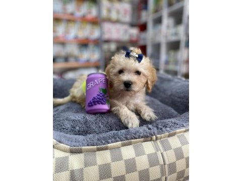 Mini ve standart maltipoo bebekler