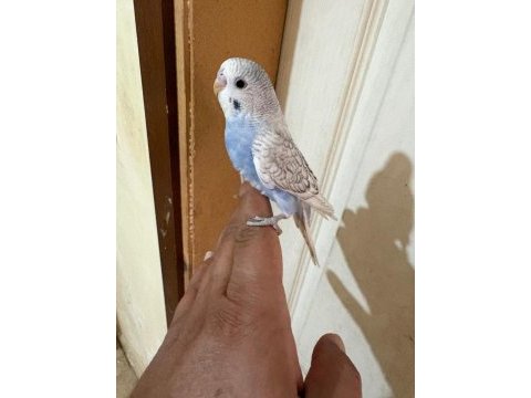 34 günlük konuşturmalık bebek muhabbet kuşu