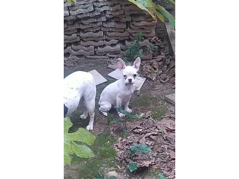 5 aylık erkek french bulldog ilk gelen alır
