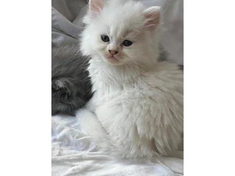 Yavru british longhair (uzun tüylü)