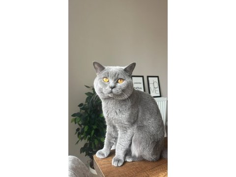 British shorthair oğlumuz için yuva arıyoruz