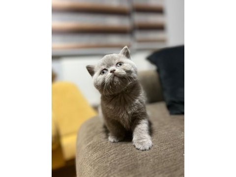 Sevimli british shorthair yavrular