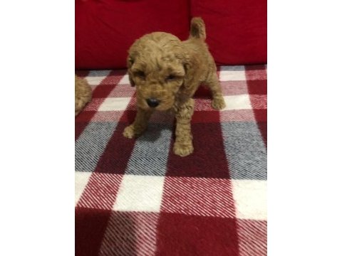 İstanbul ankara safkan toy poodle yavruları