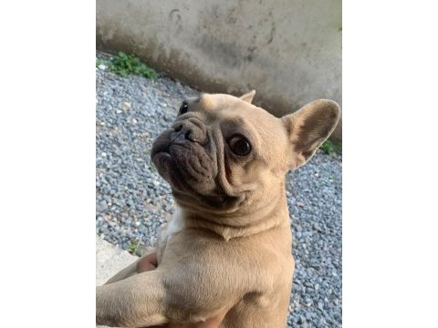 1 yaşında fransız bulldog