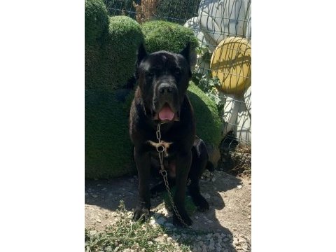 Temel itâat eğitimli muhteşem cane corso evlat