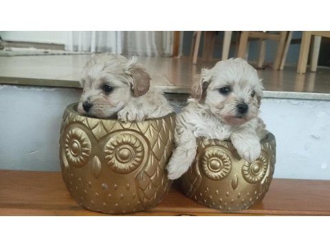 Muhteşem 0 numara maltipoo bebekler