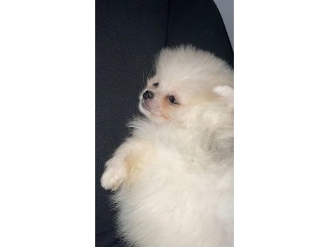 Pomeranian boo