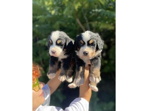Mükemmel bernese dağ köpeği yavrular