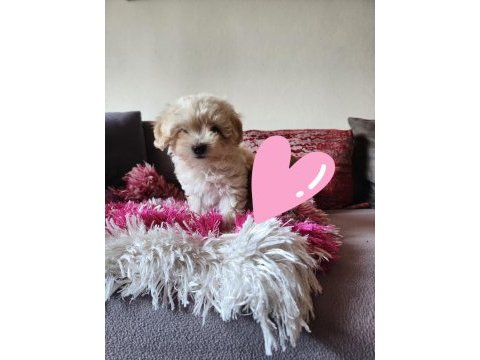 Ev yavrusu maltipoo kızım