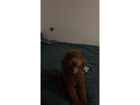 Sahibinden yaşına girmek üzere poodle