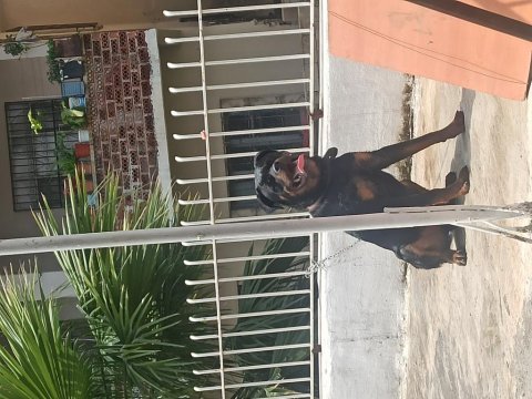 10 aylık erkek rottweiler anne baba şecereli