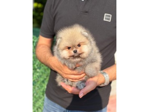 Pomeranian orange yavrumuz teacup