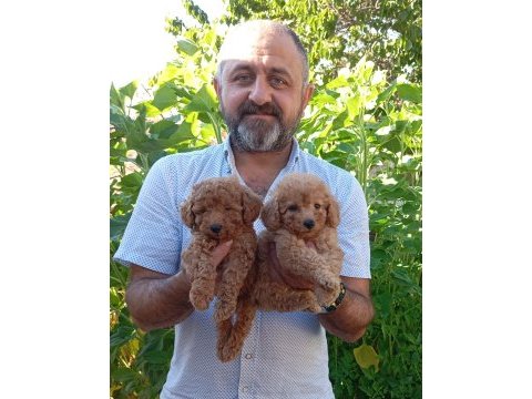 Toy ve mini boy poodle yavrularımız renk renk