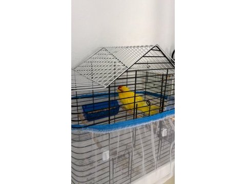 Şarkıcı paraket papağanı