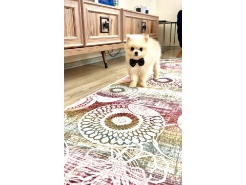 Erkek çift tesis karnesi aşısı ve çiş eğitimli pomeranian