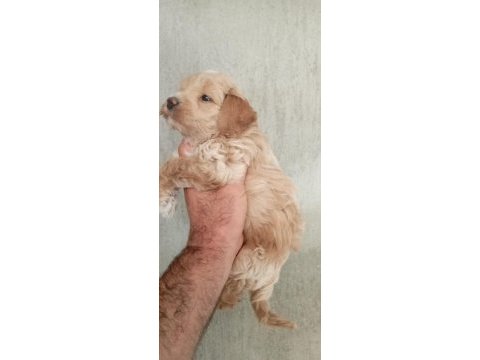 Maltipoo bebeklerimiz