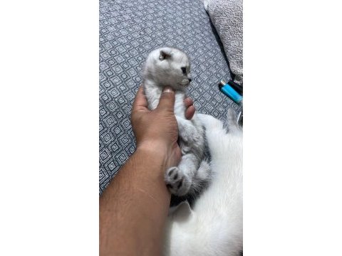 British shorthair silver