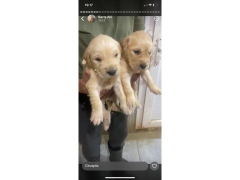 Dünya tatlısı golden retriever ırk sağlık garantili
