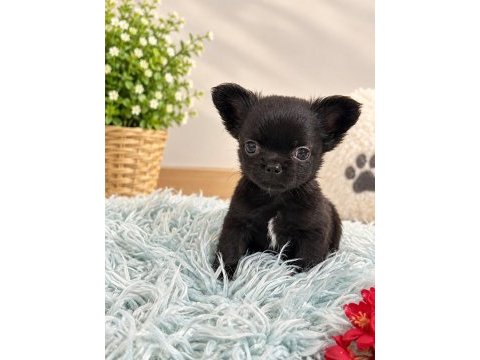 Siyahın en güzel tonu minik chıhuahua köpeğimiz