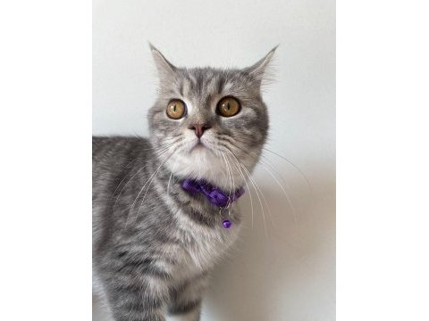 British shorthair kızıma yeni yuva arıyorum