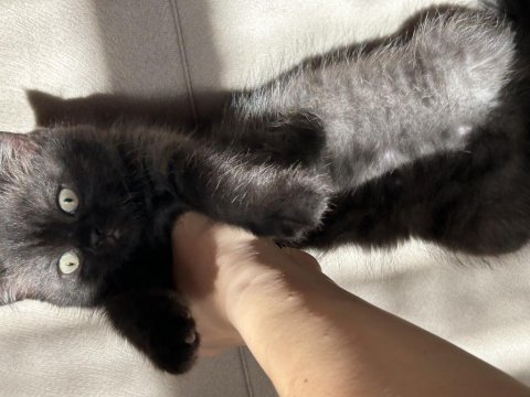 Safkan scottish fold yavru