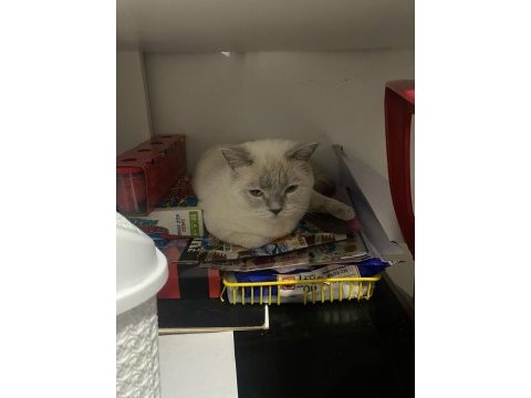 Acil ücretsiz british shorthair blue point cinsi
