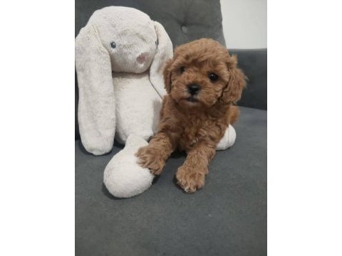Dişi toy poodle