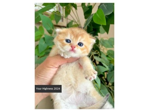 British shorthair yavrular