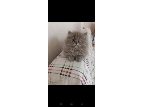 Kızımız 2,5 aylık british longhair