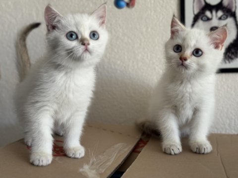 Ankaranın en özel golden point british shorthair 
