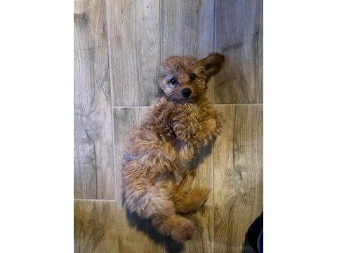 4 aylık dişi maltipoo tuvalet eğitimi vardır