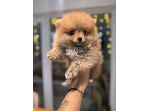 Minicik pomeranian boo