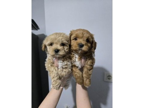 Dünya tatlısı maltipoo yavrular