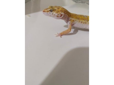 Leopard gecko dişi ve erkek