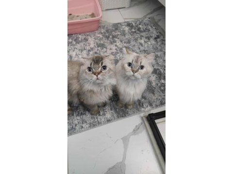 Mama karşılığı british longhair silver point