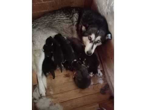 Husky yavrularım yeni ailesini bekliyor
