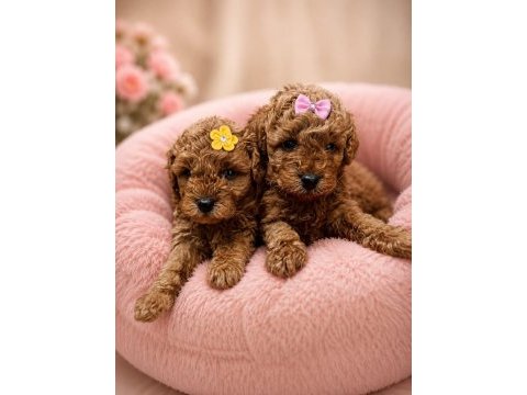 Toy poodle bebekler