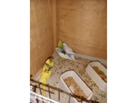 Muhabbet kuşu yavrular sahiplendirilecek ele alıştırmalık
