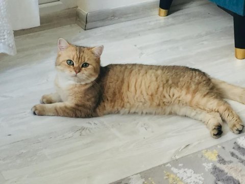 2.5 yaşında ny 25 erkek kedimiz yeni yuvasını arıyor