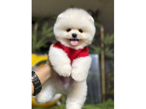 Üst düzey belgeli pomeranian boo yavrularımız