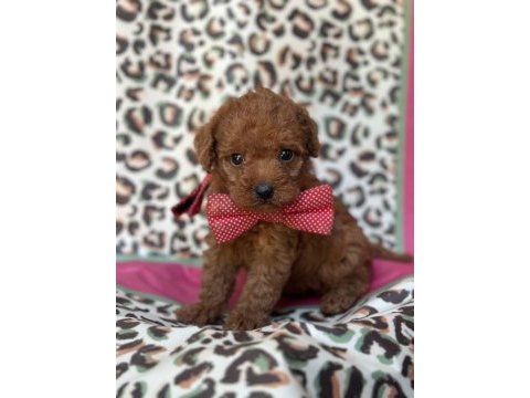 Toy maltipoo bebekler