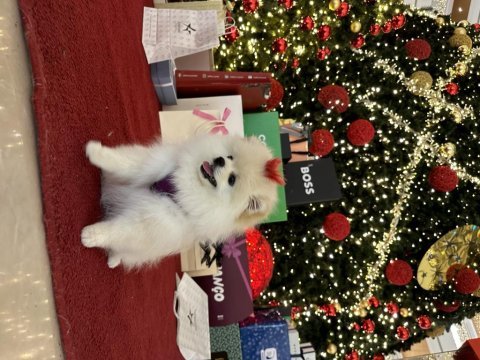 Eşimin hamileliği sebebi ile pomeranian kızımız
