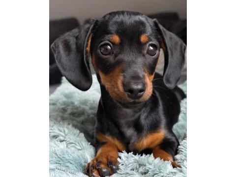Black and tan dachshund yavrularımız