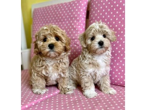 Sevimli maltipoo yavruları
