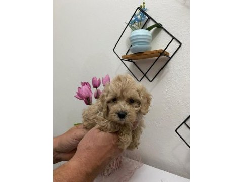 50 günlük maltipoo köpekler