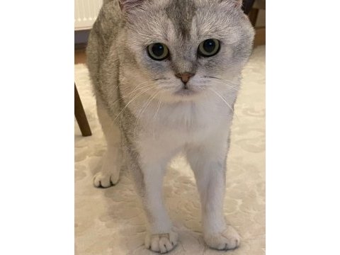 Acil erkek scottish fold sahiplendirme