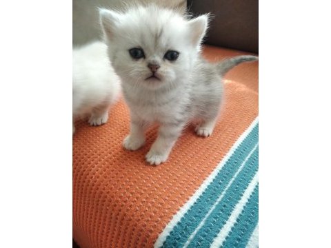 Bella nın scottish fold yavruları