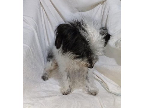 Maltipoo (beyaz ve siyah)