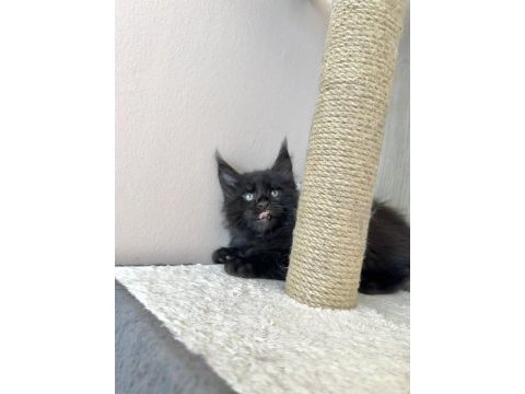 Safkan black smoke blue smoke black red solid maine coon
